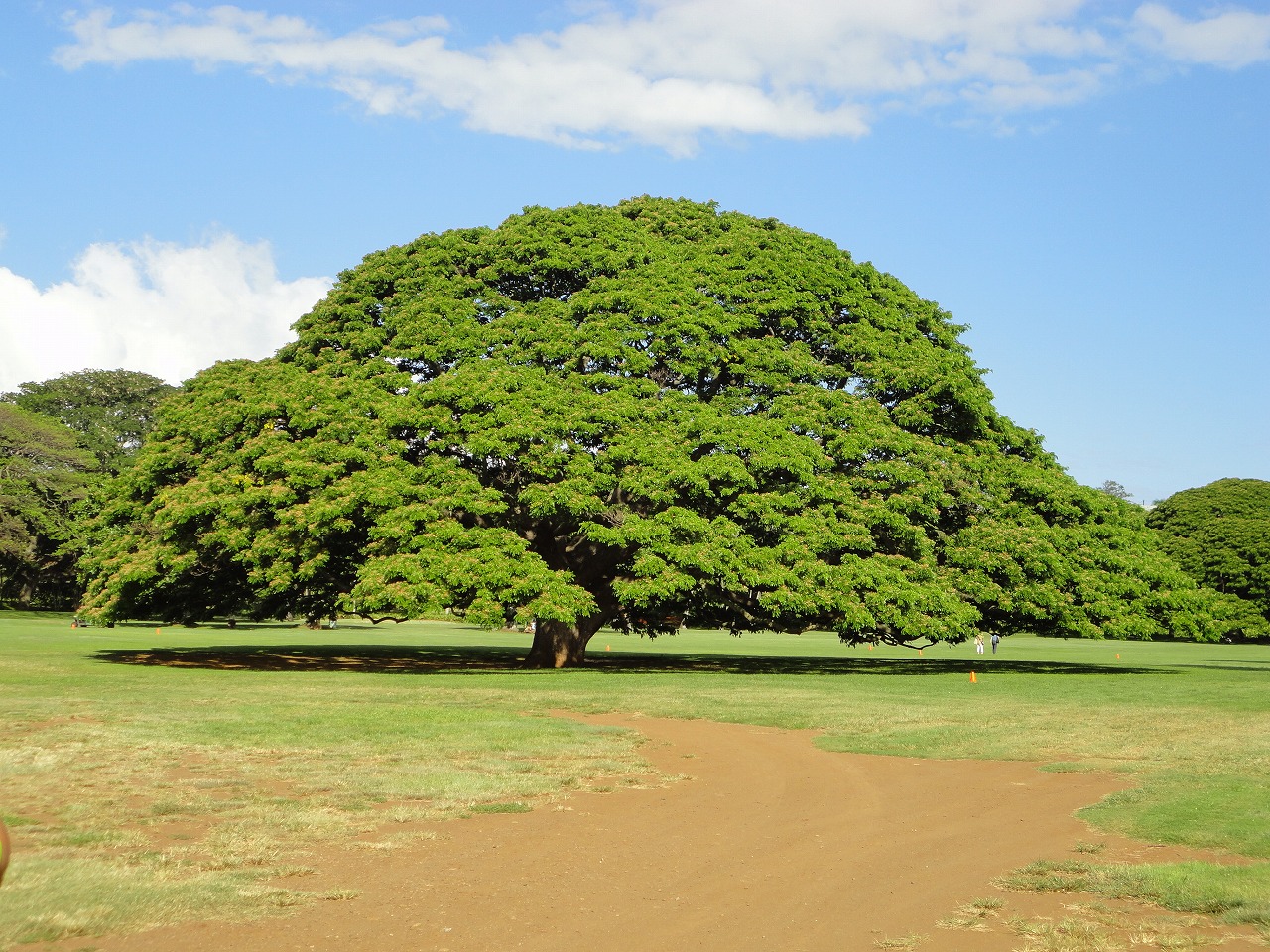 ハワイの有名な「この木なんの木」の写真」